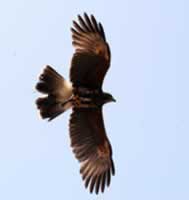 Jungle Park eagle