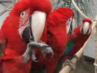 Jungle Park exotic birds