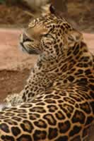 Jungle Park leopard