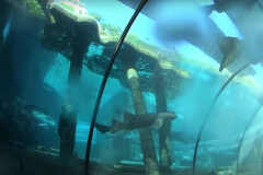 Mai Thai River  inside the Shark Tank