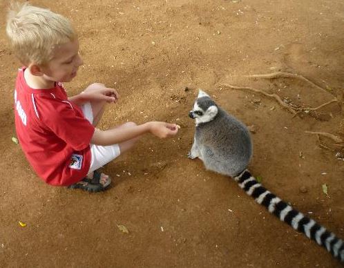 Boy Feeding a Lemar