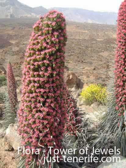 Tower of Jewels Plant