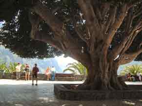 A viewing point in Masca and shady tree